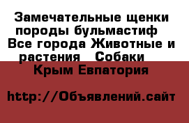 Замечательные щенки породы бульмастиф - Все города Животные и растения » Собаки   . Крым,Евпатория